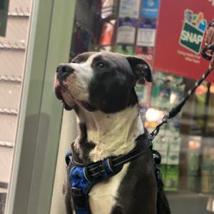 Meet your Posher, Michael